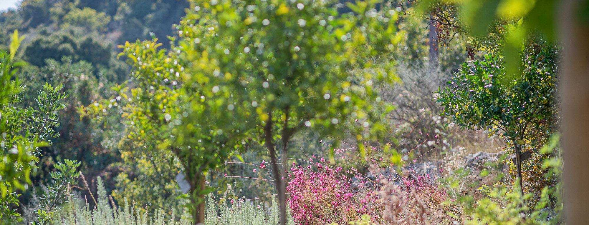 Villa Levanda Bleverde Crete Luxury villas rates 3
