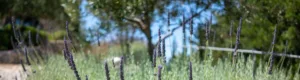 Lavender in flower in the gardens of the Bleverde estate